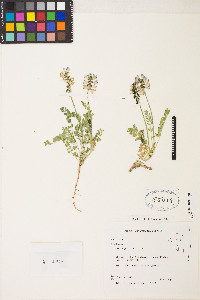 Astragalus alpinus image