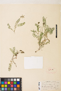 Astragalus alpinus image