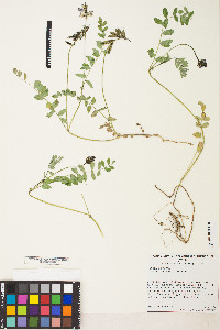 Astragalus alpinus image