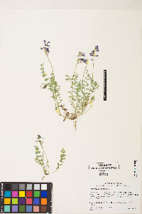 Astragalus alpinus image