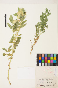 Astragalus americanus image