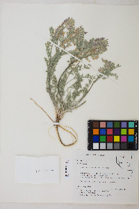 Astragalus andersonii image
