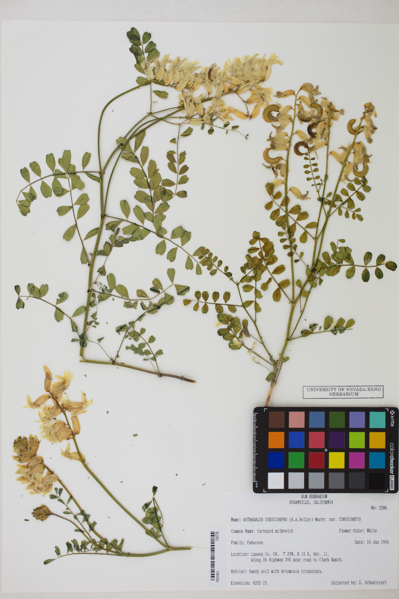 Astragalus curvicarpus var. curvicarpus image