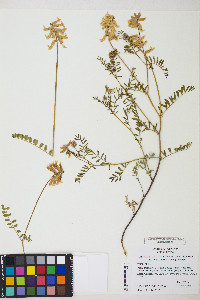 Astragalus curvicarpus image