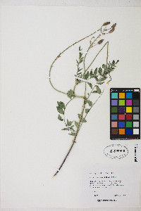 Astragalus eremiticus image