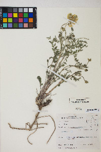 Astragalus eremiticus image