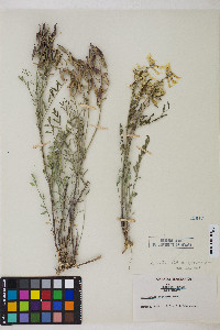 Astragalus eremiticus image