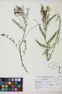 Astragalus eremiticus image