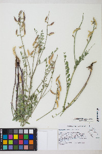 Astragalus eremiticus image