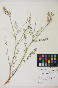 Astragalus eremiticus image