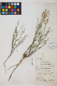 Astragalus eremiticus image