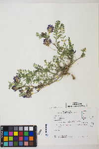 Astragalus iodanthus var. iodanthus image