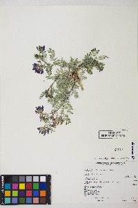 Astragalus iodanthus image