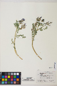 Astragalus iodanthus var. iodanthus image