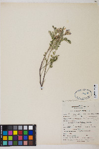 Astragalus iodanthus image