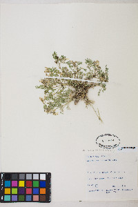 Astragalus iodanthus var. diaphanoides image