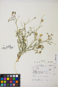 Astragalus iodanthus var. diaphanoides image