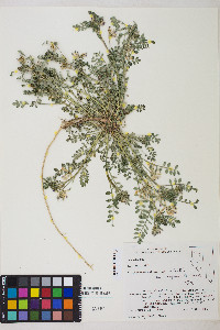 Astragalus iodanthus var. diaphanoides image