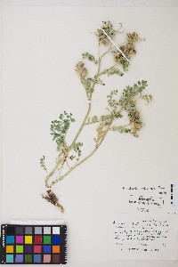 Astragalus iodanthus image