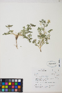 Astragalus iodanthus image