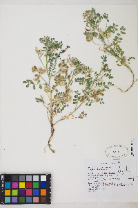 Astragalus iodanthus image