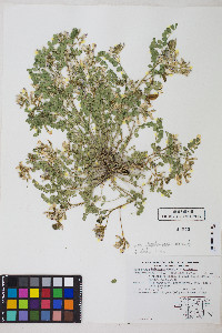 Astragalus iodanthus image