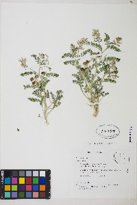 Astragalus iodanthus image