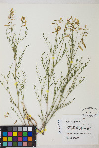 Astragalus filipes image