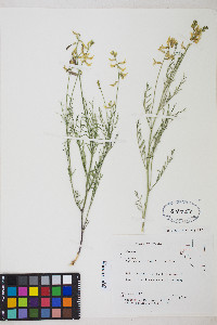 Astragalus filipes image