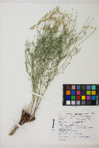 Astragalus filipes image