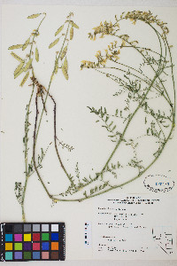 Astragalus filipes image