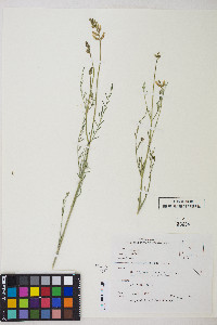 Astragalus filipes image