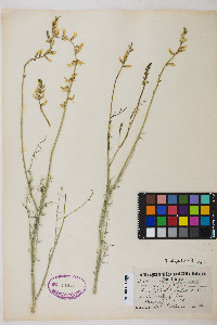 Astragalus filipes image