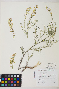 Astragalus filipes image