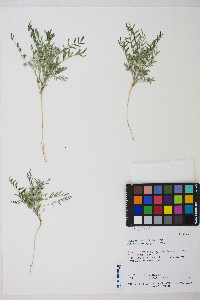Astragalus geyeri var. geyeri image