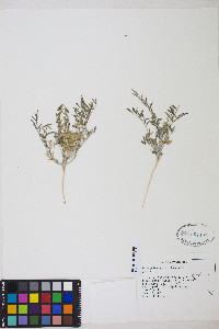 Astragalus geyeri var. geyeri image