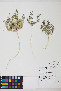 Astragalus geyeri image
