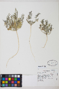 Astragalus geyeri var. geyeri image