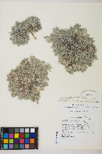 Astragalus kentrophyta image