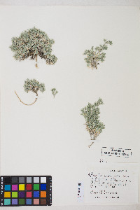 Astragalus kentrophyta image