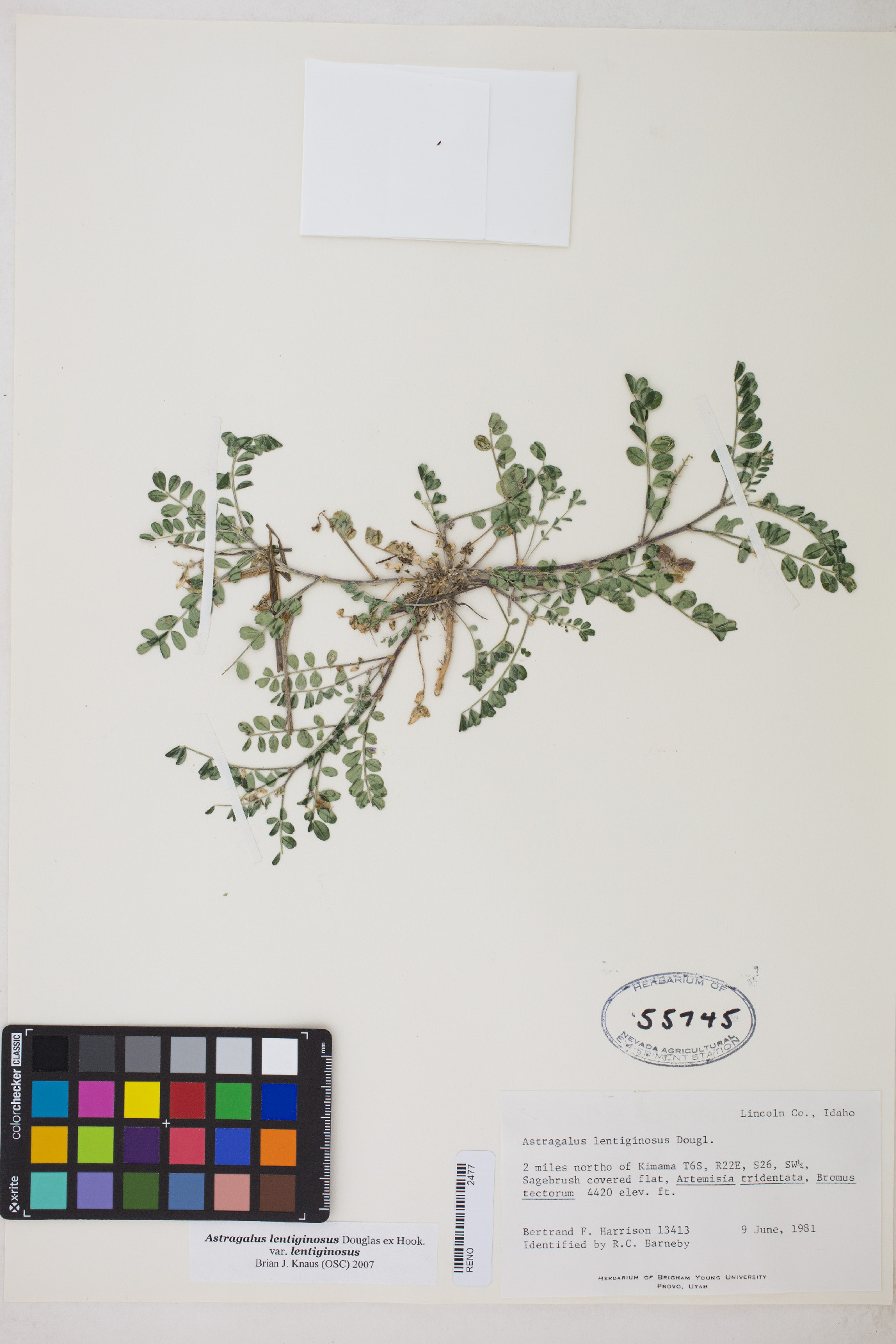 Astragalus lentiginosus var. lentiginosus image