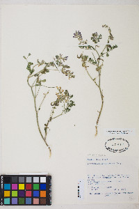 Astragalus iodanthus image