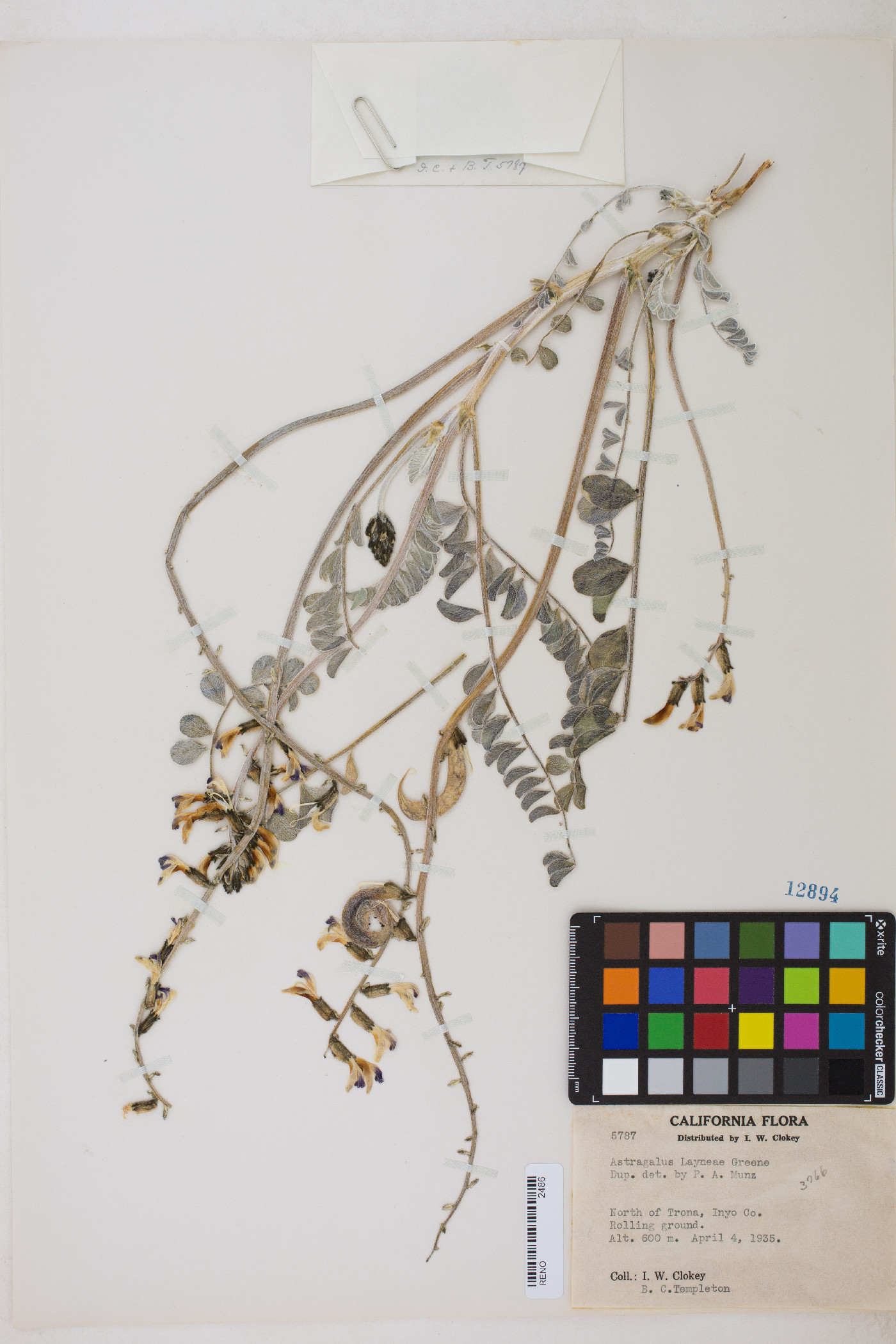 Astragalus layneae image