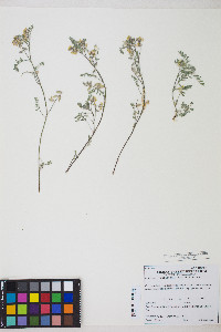 Astragalus lentiformis image