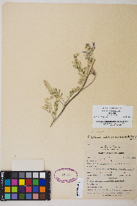 Astragalus iodanthus image