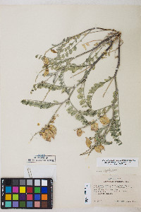 Astragalus lentiginosus var. diphysus image