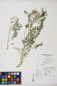 Astragalus lentiginosus image