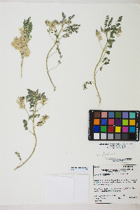 Astragalus lentiginosus var. floribundus image