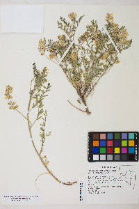 Astragalus lentiginosus var. floribundus image