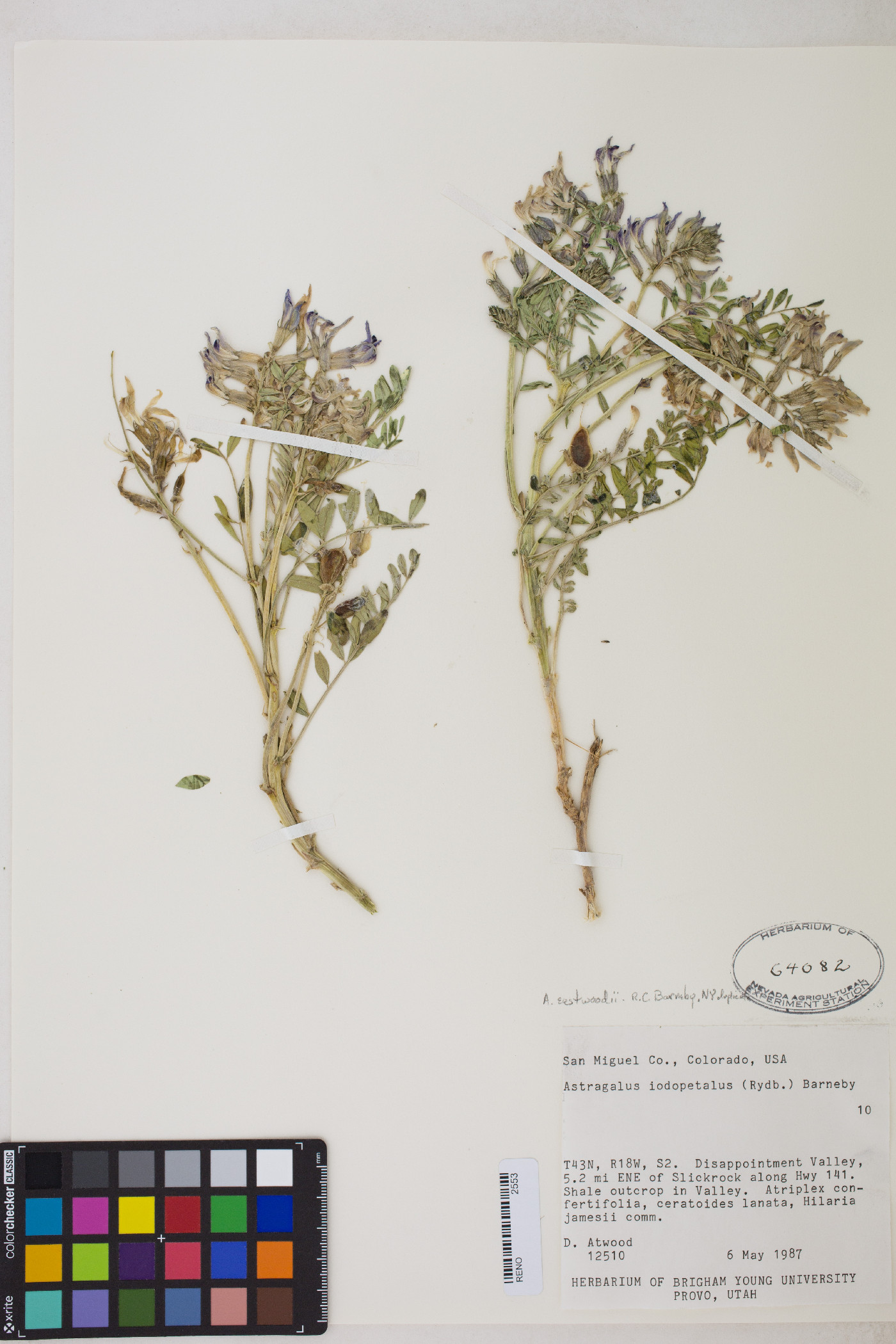 Astragalus eastwoodiae image